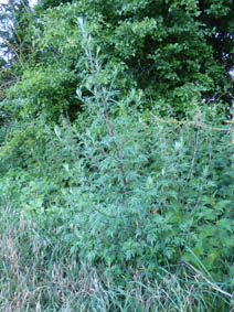 Artemisia vulgaris